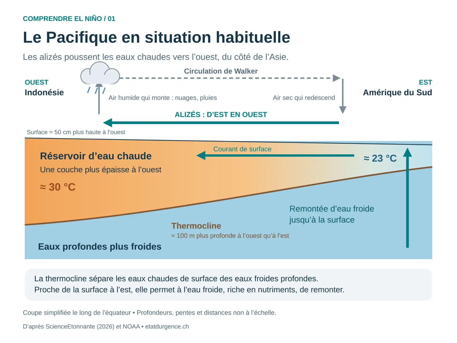 Coupe du Pacifique équatorial en situation habituelle : eaux chaudes (environ 30 °C) accumulées à l’ouest, eau froide (environ 23 °C) qui remonte à l’est, thermocline inclinée et circulation de Walker.