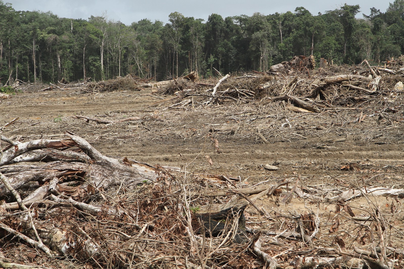 déforestation en amazonie - État d'urgence